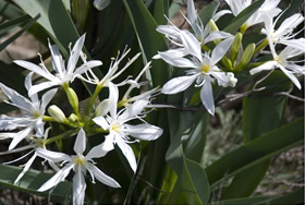 fleurs en corse